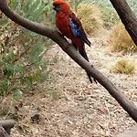 Nature Near City & Anu With Free Parking